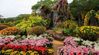 深圳东湖公园第31届菊花展 景点图 422_16