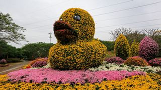深圳东湖公园第31届菊花展 景点图 422_18