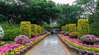 深圳东湖公园第31届菊花展 景点图 422_19