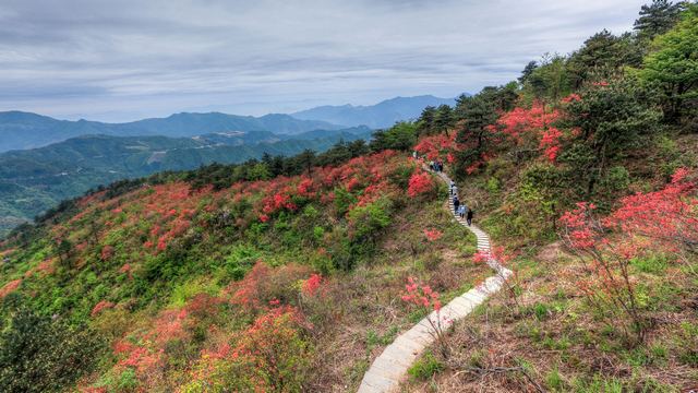 高姥山杜鹃花海