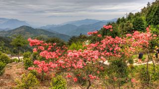 高姥山杜鹃花海 景点图 447_2