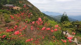 高姥山杜鹃花海 景点图 447_3