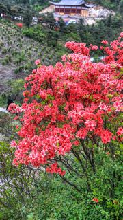 高姥山杜鹃花海 景点图 447_4