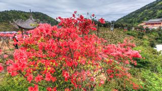 高姥山杜鹃花海 景点图 447_5