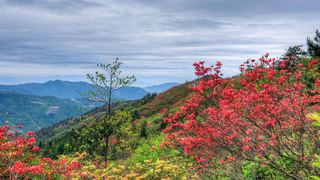高姥山杜鹃花海 景点图 447_11