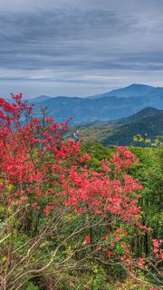 高姥山杜鹃花海 景点图 447_12