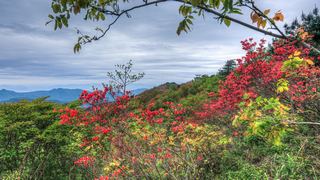 高姥山杜鹃花海 景点图 447_13