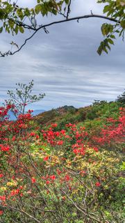 高姥山杜鹃花海 景点图 447_14