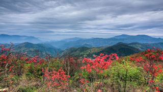 高姥山杜鹃花海 景点图 447_17