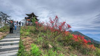 高姥山杜鹃花海 景点图 447_18