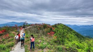 高姥山杜鹃花海 景点图 447_19
