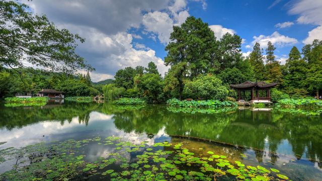 2015杭州西湖荷花展