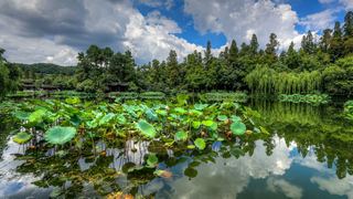 2015杭州西湖荷花展 景点图 449_7