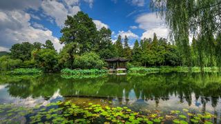 2015杭州西湖荷花展 景点图 449_13