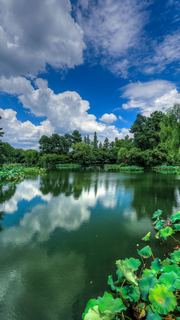2015杭州西湖荷花展 景点图 449_16