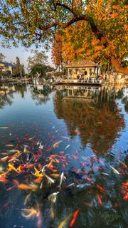 玄武湖秋天景色 景点图 450_20