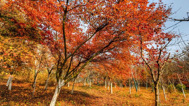 栖霞山秋天红叶
