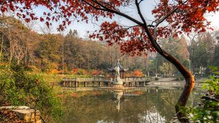 栖霞山秋天红叶 景点图 451_5