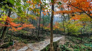 栖霞山秋天红叶 景点图 451_16