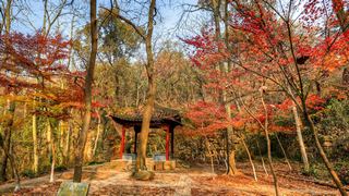 栖霞山秋天红叶 景点图 451_19