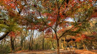 栖霞山秋天红叶 景点图 451_20