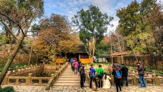 天平山秋天红叶 景点图 452_14