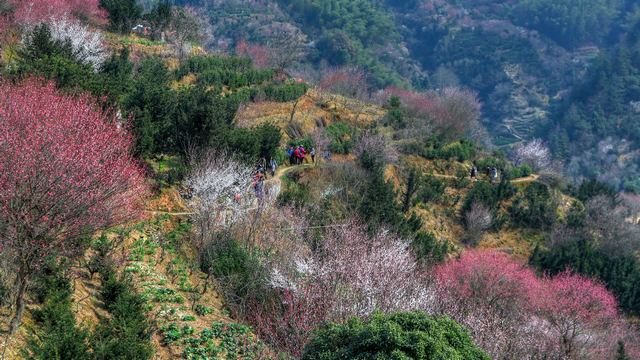 卖花渔村春天赏梅