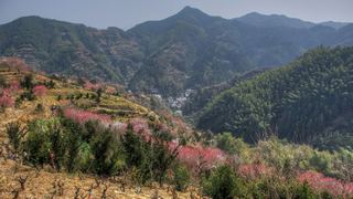 卖花渔村春天赏梅 景点图 453_4