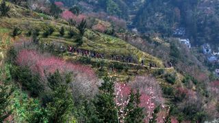卖花渔村春天赏梅 景点图 453_10