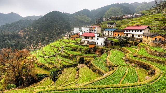 开化台回山油菜花
