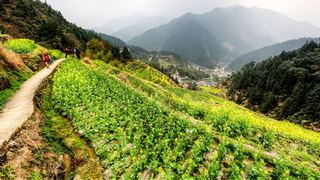 开化台回山油菜花 景点图 459_2