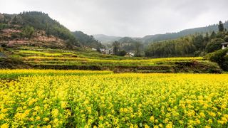 开化台回山油菜花 景点图 459_9