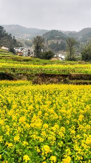 开化台回山油菜花 景点图 459_10