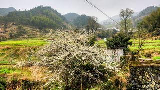 开化台回山油菜花 景点图 459_12