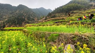 开化台回山油菜花 景点图 459_15
