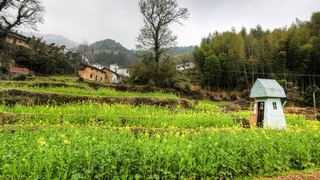 开化台回山油菜花 景点图 459_16