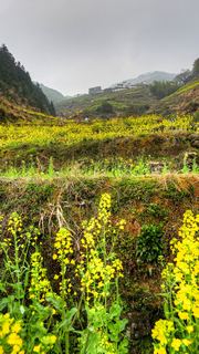 开化台回山油菜花 景点图 459_17