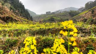 开化台回山油菜花 景点图 459_18
