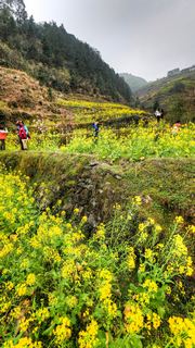 开化台回山油菜花 景点图 459_20