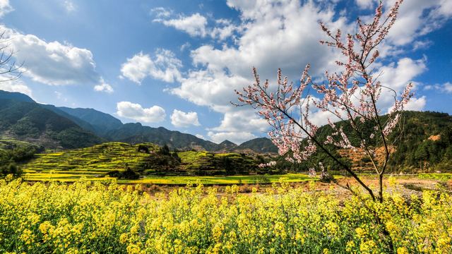开化油菜花