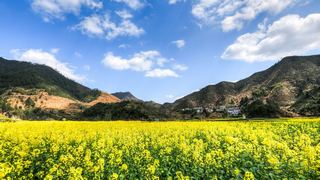开化油菜花 景点图 460_2