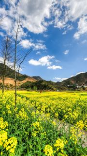 开化油菜花 景点图 460_3