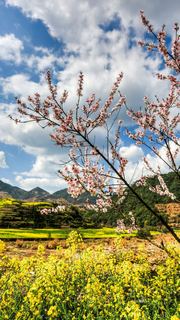 开化油菜花 景点图 460_9