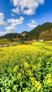 开化油菜花 景点图 460_11