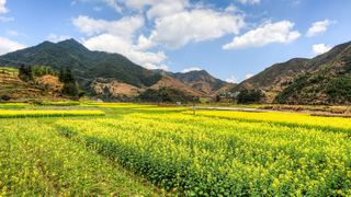 开化油菜花 景点图 460_16
