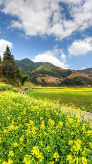 开化油菜花 景点图 460_19