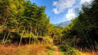九华山 景点图 477_13