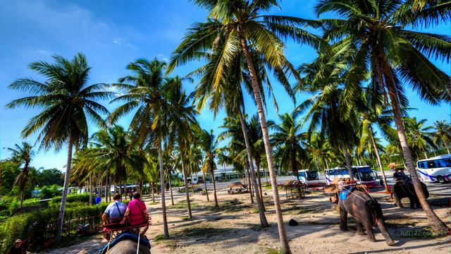 泰国丛林骑瑞象