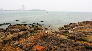 青岛鲁迅公园 景点图 51_3