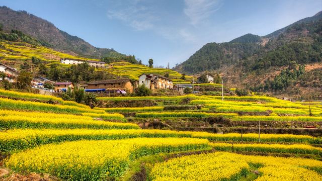 建德胥岭村油菜花